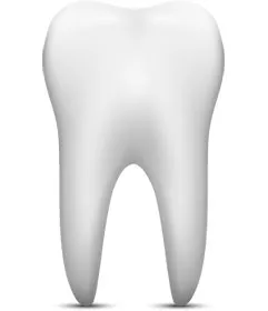 Tooth illustration showing crown and roots